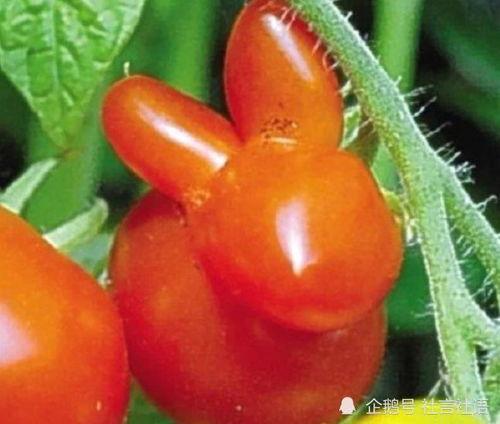 吃瓜娱乐圈大瓜,揭秘明星背后的惊人真相